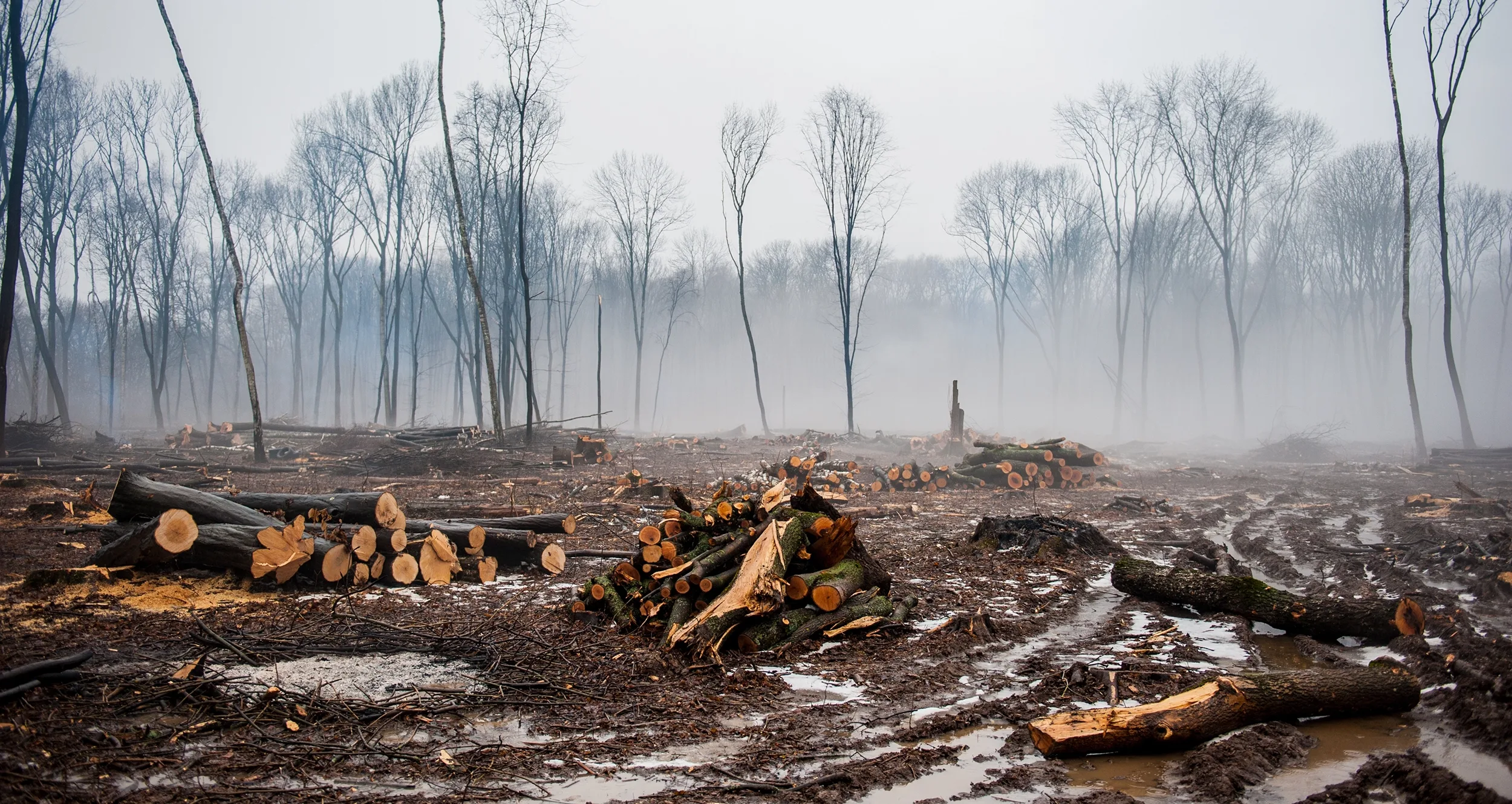 deforestation deforestation