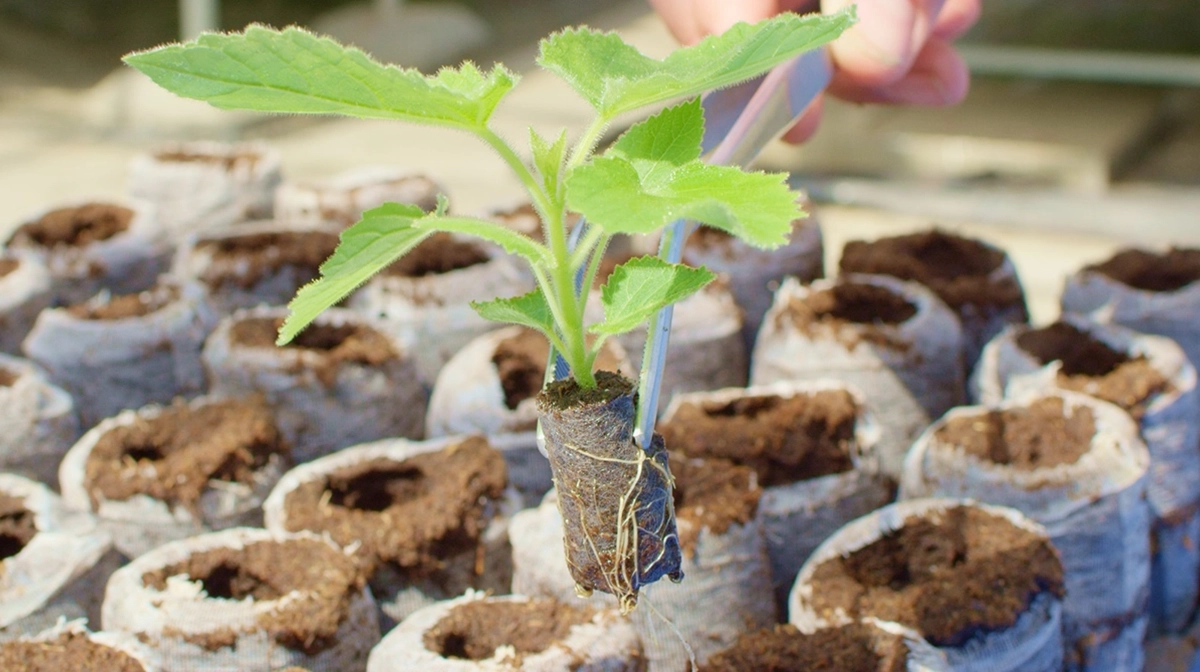 planting-2
