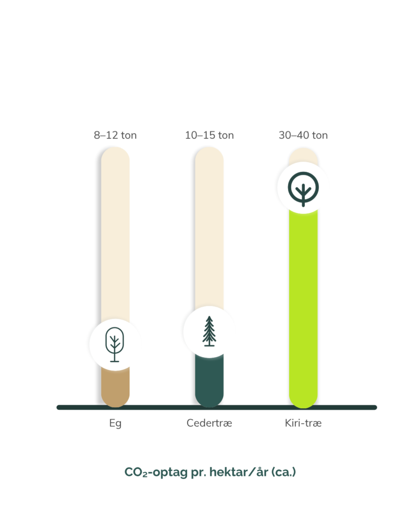 CO₂-optag – kiri vs. eg og cedertræ Søjlediagram viser CO₂-optag for eg (8–12 ton), cedertræ (10–15 ton) og kiri-træ (30–40 ton) pr. hektar om året.