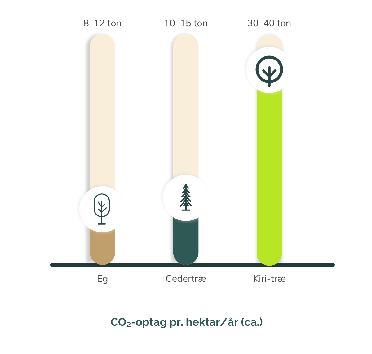 CO₂-optag – kiri vs. eg og cedertræ Søjlediagram viser CO₂-optag for eg (8–12 ton), cedertræ (10–15 ton) og kiri-træ (30–40 ton) pr. hektar om året.